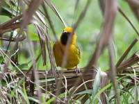 Spectacled Weaver (Ploceus ocularis)
