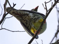 African Green Pigeon (Treron calvus)