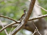 Lesser Honeyguide (Indicator minor)