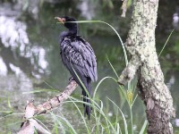 Reed Cormorant (Microcarbo africanus)