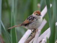 Levaillant's Cisticola (Cisticola tinniens)