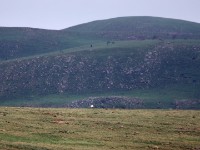 Denham's Bustard (Neotis denhami)