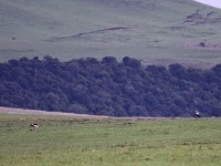 Denham's Bustard (Neotis denhami)