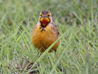 Cape Longclaw (Macronyx capensis)