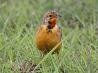 Cape Longclaw (Macronyx capensis)