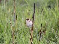 Pale-crowned Cisticola (Cisticola cinnamomeus)