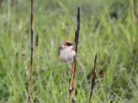 Pale-crowned Cisticola (Cisticola cinnamomeus)