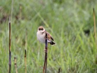 Pale-crowned Cisticola (Cisticola cinnamomeus)