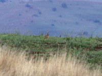 White-bellied Bustard (Eupodotis senegalensis barrowii) Barrow's