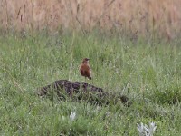 Eastern Clapper Lark (Mirafra fasciolata)
