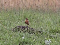 Eastern Clapper Lark (Mirafra fasciolata)