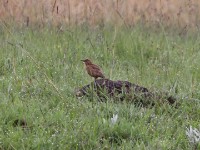 Eastern Clapper Lark (Mirafra fasciolata)