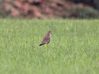 African Wattled Lapwing (Vanellus senegallus)