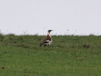 Denham's Bustard (Neotis denhami)