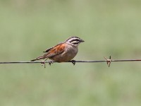 Cape Bunting (Emberiza capensis)
