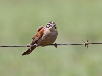 Cape Bunting (Emberiza capensis)