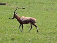 Blesbok (Damaliscus pygargus phillipsi)