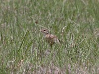 Rudd's Lark (Heteromirafra ruddi)