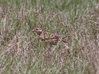 Rudd's Lark (Heteromirafra ruddi)