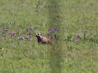Meerkat (Suricata suricatta) Suricate