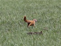 Yellow Mongoose (Cynictis penicillata)