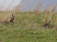 Blue Korhaan (Eupodotis caerulescens)