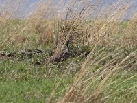 Blue Korhaan (Eupodotis caerulescens)