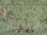 Grey-winged Francolin (Scleroptila afra)