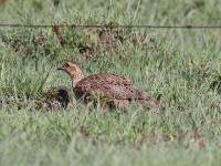 Grey-winged Francolin (Scleroptila afra)