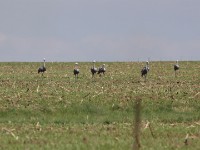 Blue Crane (Grus paradisea)