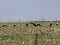 Blue Crane (Grus paradisea)