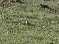 Yellow-breasted Pipit (Anthus chloris)