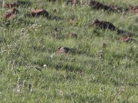Yellow-breasted Pipit (Anthus chloris)