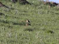 Yellow-breasted Pipit (Anthus chloris)
