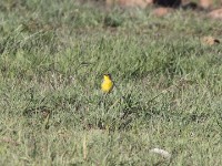 Yellow-breasted Pipit (Anthus chloris)