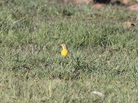 Yellow-breasted Pipit (Anthus chloris)