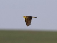 Yellow-breasted Pipit (Anthus chloris)