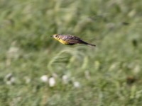 Yellow-breasted Pipit (Anthus chloris)