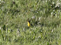Yellow-breasted Pipit (Anthus chloris)