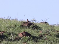 Eastern Long-billed Lark (Certhilauda semitorquata)