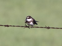 Banded Martin (Riparia cincta)