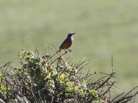 Sentinel Rock Thrush (Monticola explorator)