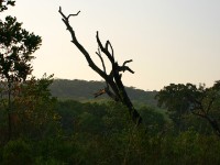 Dzalanyama Forest Reserve