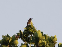 Anchieta's Sunbird (Anthreptes anchietae)