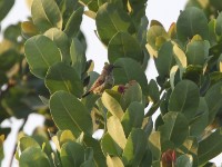 Miombo Double-collared Sunbird (Cinnyris manoensis)