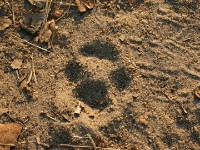 Hyeana track