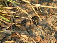 Skink sp.