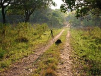 Dzalanyama Forest Reserve