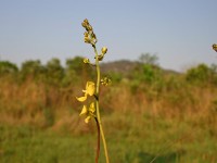 Dzalanyama Forest Reserve