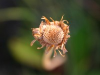 Dzalanyama Forest Reserve